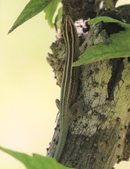 Emoia cyanura
