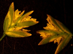 Poa saltuensis
