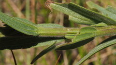 Castilleja miniata oblongifolia