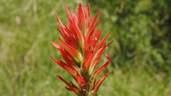 Castilleja miniata oblongifolia