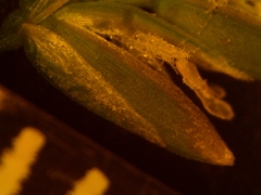 Poa saltuensis