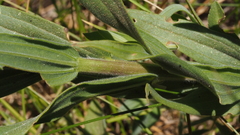 Castilleja miniata oblongifolia