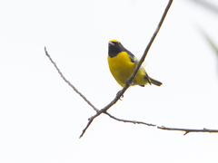 Euphonia trinitatis