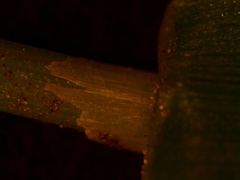 Poa saltuensis