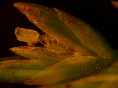 Poa saltuensis