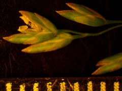 Poa saltuensis
