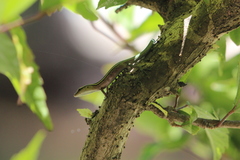 Emoia cyanura