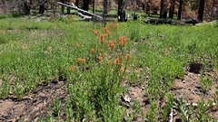 Castilleja miniata oblongifolia