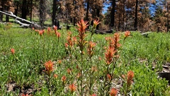 Castilleja miniata oblongifolia