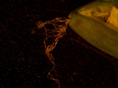 Poa saltuensis