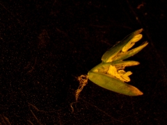 Poa saltuensis
