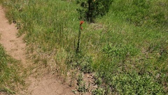 Castilleja miniata oblongifolia