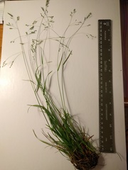 Poa saltuensis