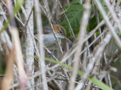 Ramphocaenus melanurus