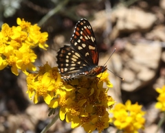 Chlosyne leanira wrighti