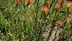 Castilleja miniata oblongifolia