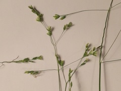 Poa saltuensis