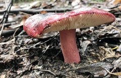 Russula lenkunya