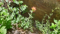 Castilleja martini martini