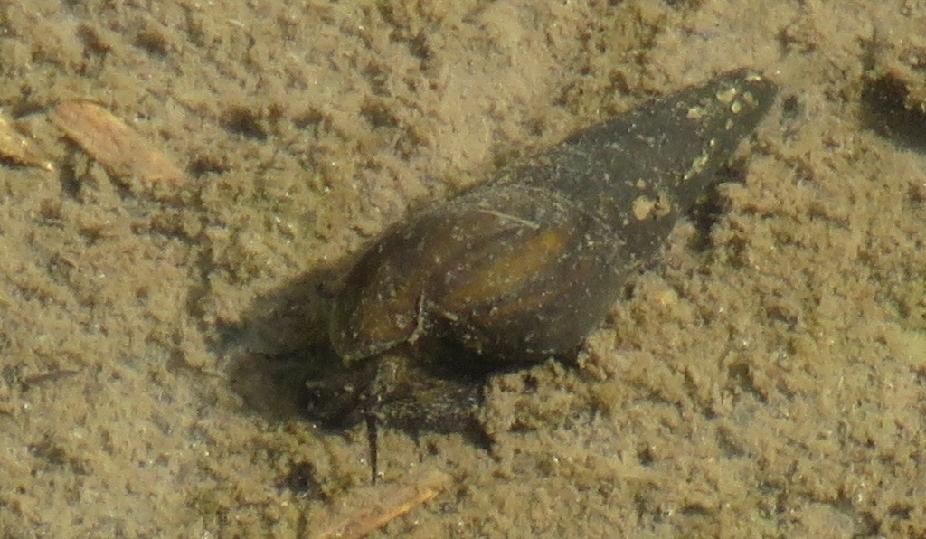 Escargot panthère noire (Black Panther Snail) (Sulcospira testudinaria)