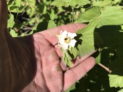 Rubus neomexicanus
