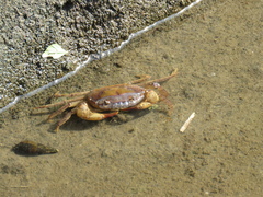 Parathelphusa convexa