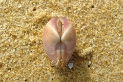 Eucallista purpurata