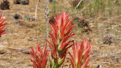 Castilleja miniata oblongifolia