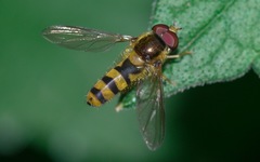 Meligramma cincta
