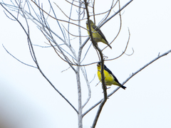 Spinus psaltria
