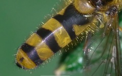Meligramma cincta