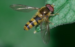 Meligramma cincta