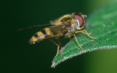 Meligramma cincta