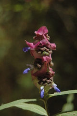 Salvia mexiae