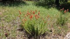 Castilleja miniata oblongifolia