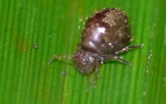 Allacma fusca