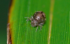 Allacma fusca