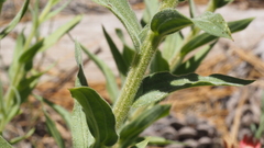 Castilleja miniata oblongifolia