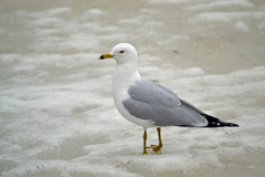 Larus delawarensis