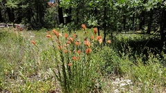 Castilleja miniata oblongifolia