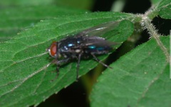 Protocalliphora azurea