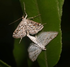Parapoynx allionealis