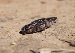 Chalcophora mexicana