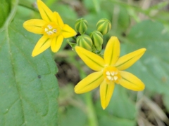 Triteleia ixioides ixioides
