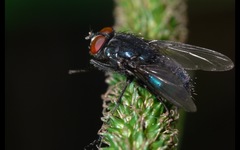 Protocalliphora azurea