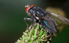 Protocalliphora azurea