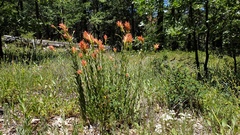 Castilleja miniata oblongifolia