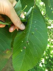 Caryomyia cilidolium