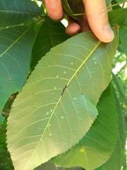 Caryomyia cilidolium
