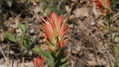 Castilleja miniata oblongifolia